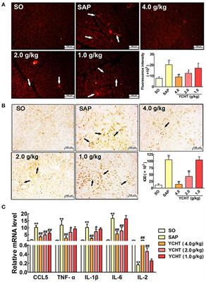 Corrigendum: Yin-Chen-Hao Tang Attenuates Severe Acute Pancreatitis in Rat: An Experimental Verification of In silico Network Target Prediction